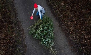Das Bäumchen muss weg – hier finden Sie Abladestellen in Ihrer Umgebung. - picture alliance Das Bäumchen muss weg – hier finden Sie Abladestellen in Ihrer Umgebung. - picture alliance