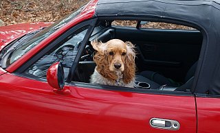 Wer seinen Hund im Auto mitnimmt, muss für ausreichend Frischluft sorgen. - pixabay Wer seinen Hund im Auto mitnimmt, muss für ausreichend Frischluft sorgen. - pixabay