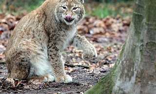 Linus ist der Nachwuchs bei Familie Luchs im Herforder Tierpark. - Frank-Michael Kiel-Steinkamp Linus ist der Nachwuchs bei Familie Luchs im Herforder Tierpark. - Frank-Michael Kiel-Steinkamp