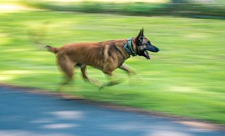 Ein Polizeihund aus Bielefeld stoppte einen 39-jährigen Mann aus Löhne, nachdem er im Kreis Gütersloh einen Unfall verursacht hatte und vom Unfallort geflohen war. - Symbolfoto: dpa Ein Polizeihund aus Bielefeld stoppte einen 39-jährigen Mann aus Löhne, nachdem er im Kreis Gütersloh einen Unfall verursacht hatte und vom Unfallort geflohen war. - Symbolfoto: dpa
