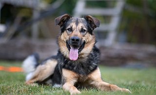 Der schwarz-braune, vierjährige Mischling Peanut ist kuschelig, brav, ein guter Wachhund und Spielkamerad, mutig, aufmerksam, lustig, schlau, weich, fantastisch – und noch vieles mehr, so seine Familie. - Oliver Krato Der schwarz-braune, vierjährige Mischling Peanut ist kuschelig, brav, ein guter Wachhund und Spielkamerad, mutig, aufmerksam, lustig, schlau, weich, fantastisch – und noch vieles mehr, so seine Familie. - Oliver Krato