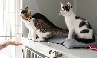 Das Tierheim Paderborn beherbergt rund 150 Katzen. Es können keine weiteren Tiere aufgenommen werden. - Lena Henning Das Tierheim Paderborn beherbergt rund 150 Katzen. Es können keine weiteren Tiere aufgenommen werden. - Lena Henning