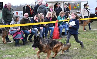 Cécile Josephs (10) führt Calista vom Externstein (3) vor dem interessierten Publikum konzentriert durch den Ring. - Louisa Kohnert Cécile Josephs (10) führt Calista vom Externstein (3) vor dem interessierten Publikum konzentriert durch den Ring. - Louisa Kohnert