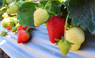 Verbraucher müssen bei Erdbeeren tiefer in die Tasche greifen. - Pixabay Verbraucher müssen bei Erdbeeren tiefer in die Tasche greifen. - Pixabay