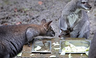 Hier wird erst einmal der Känguru-Zuwachs beschnuppert. Das Jungtier hat kurz nach Weihnachten zum ersten Mal aus dem Beutel geschaut. - Frank-Michael Kiel-Steinkamp Hier wird erst einmal der Känguru-Zuwachs beschnuppert. Das Jungtier hat kurz nach Weihnachten zum ersten Mal aus dem Beutel geschaut. - Frank-Michael Kiel-Steinkamp