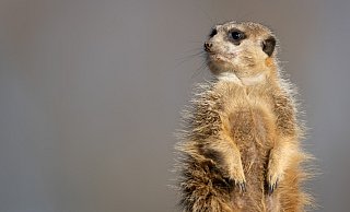 Ein Erdmännchen blickt aus seinem Gehege im Zoo Osnabrück. - picture alliance/dpa Ein Erdmännchen blickt aus seinem Gehege im Zoo Osnabrück. - picture alliance/dpa