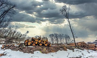 Der Wald stirbt, das ist fast überall im Teuto zu sehen - hier nahe des Eisernen Antons. - Andreas Zobe Der Wald stirbt, das ist fast überall im Teuto zu sehen - hier nahe des Eisernen Antons. - Andreas Zobe