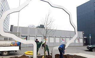 Von Hand wurde das Pflanzloch für den neuen Apfelbaum im Kunstwerk "Später sein wird" gegraben, bevor der Baum behutsam ausgerichtet und eingepflanzt wurde. - Stadt Paderborn Von Hand wurde das Pflanzloch für den neuen Apfelbaum im Kunstwerk "Später sein wird" gegraben, bevor der Baum behutsam ausgerichtet und eingepflanzt wurde. - Stadt Paderborn