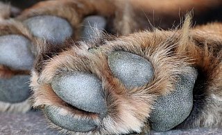 Pfoten eines liegenden Hundes: Eine Bünderin findet einen sterbenden Hund im Laub. - Pixabay Pfoten eines liegenden Hundes: Eine Bünderin findet einen sterbenden Hund im Laub. - Pixabay