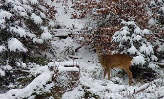 Tiere wie das Rehwild haben von der Natur ihre Schutzmechanismen mitbekommen. - Jan Preller Tiere wie das Rehwild haben von der Natur ihre Schutzmechanismen mitbekommen. - Jan Preller
