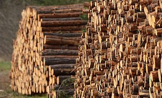 Mehrere Festmeter frisch geschlagene Baumstämme liegen am Waldrand auf einem Polter in Brandenburg. Schon am 4. Mai sind die biotischen und abiotischen Rohstoffe in Deutschland für 2022 aufgebraucht. - Foto: Soeren Stache/dpa Mehrere Festmeter frisch geschlagene Baumstämme liegen am Waldrand auf einem Polter in Brandenburg. Schon am 4. Mai sind die biotischen und abiotischen Rohstoffe in Deutschland für 2022 aufgebraucht. - Foto: Soeren Stache/dpa