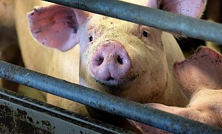 Tiere sollen unter anderem in den Ställen mehr Platz bekommen. - Symbolfoto: Andreas Frücht Tiere sollen unter anderem in den Ställen mehr Platz bekommen. - Symbolfoto: Andreas Frücht
