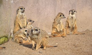 Der Corona-Lockdown ist für den Tierpark Herford seit diesem Wochenende (13./14. März) erst einmal vorbei. Das nutzten etliche Besucher, um den Ziegen, Erdmännchen, Eseln und Känguruhs einen Besuch abzustatten. - Susanne Barth Der Corona-Lockdown ist für den Tierpark Herford seit diesem Wochenende (13./14. März) erst einmal vorbei. Das nutzten etliche Besucher, um den Ziegen, Erdmännchen, Eseln und Känguruhs einen Besuch abzustatten. - Susanne Barth