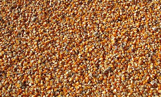 Alles ist voller Maiskörner. - (Symbolbild): Pixabay Alles ist voller Maiskörner. - (Symbolbild): Pixabay