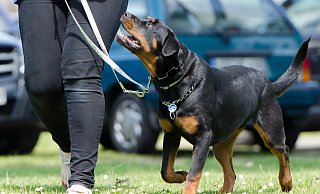 An der Leine: In einer Hundeschule lernen die Vierbeiner gemeinsam mit Frauchen und Herrchen, worauf es ankommt. - pixabay An der Leine: In einer Hundeschule lernen die Vierbeiner gemeinsam mit Frauchen und Herrchen, worauf es ankommt. - pixabay