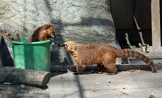 Nase an Nase: die Nasenbären. - Frank-Michael Kiel-Steinkamp Nase an Nase: die Nasenbären. - Frank-Michael Kiel-Steinkamp