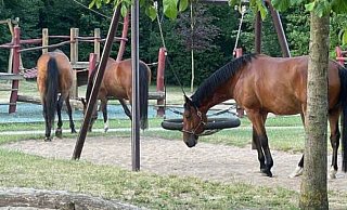 Auf dem Spielplatz am Brückhof legten die drei asugebüxten Pferde einen Zwischenstopp ein. - Regina Schmidt Auf dem Spielplatz am Brückhof legten die drei asugebüxten Pferde einen Zwischenstopp ein. - Regina Schmidt