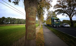 Das Wort "Baum" ist unter dem neuen Anstrich kaum noch zu erkennen. Die Protestsymbole entlang der B 61 werden zurzeit übermalt. - Thorsten Ulonska Das Wort "Baum" ist unter dem neuen Anstrich kaum noch zu erkennen. Die Protestsymbole entlang der B 61 werden zurzeit übermalt. - Thorsten Ulonska