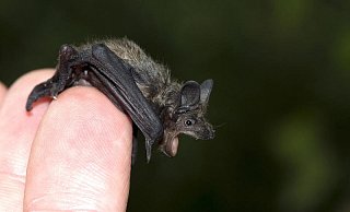Einfach mal testen, ob sie wegfliegen will. Vom Boden können die Tiere nicht starten. - Nabu Einfach mal testen, ob sie wegfliegen will. Vom Boden können die Tiere nicht starten. - Nabu