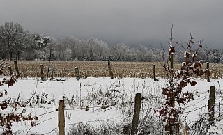 Feld und Wald machten der Frost und der Schnee nicht viel aus. - Pixabay Feld und Wald machten der Frost und der Schnee nicht viel aus. - Pixabay