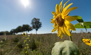 Die Hoffnung auf eine Rückkehr des Sommers brauchen wir noch nicht aufzugeben. Ab Mittwoch wird es wieder sonniger und wärmer. Selbst eine neue Hitzewelle scheint möglich. - dpa Die Hoffnung auf eine Rückkehr des Sommers brauchen wir noch nicht aufzugeben. Ab Mittwoch wird es wieder sonniger und wärmer. Selbst eine neue Hitzewelle scheint möglich. - dpa