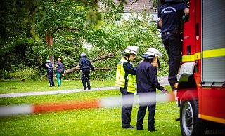Der Baum war eine große Gefahr für Passanten. - Mike-Dennis Müller Der Baum war eine große Gefahr für Passanten. - Mike-Dennis Müller