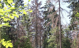 Der Holter Wald ist in Gefahr. - Sabine Kubendorff Der Holter Wald ist in Gefahr. - Sabine Kubendorff