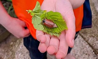 Ole (7) aus Dornberg hat schon einen Maikäfer gefunden. - Marius Rahe Ole (7) aus Dornberg hat schon einen Maikäfer gefunden. - Marius Rahe