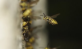 Die Verbraucherzentrale gibt Tipps, wie man sich gegen die Wespennest-Betrugsmasche wehren kann. - Pixabay Die Verbraucherzentrale gibt Tipps, wie man sich gegen die Wespennest-Betrugsmasche wehren kann. - Pixabay