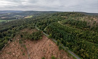 Große Flächen am Hermannsdenkmal (auf dem Bergkamm) mussten abgeholzt werden. - Torben Gocke Große Flächen am Hermannsdenkmal (auf dem Bergkamm) mussten abgeholzt werden. - Torben Gocke