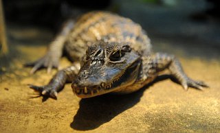 Auch im Kreis Herford werden Krokodile als Haustiere gehalten, heißt es von der Kreisverwaltung. - dpa Auch im Kreis Herford werden Krokodile als Haustiere gehalten, heißt es von der Kreisverwaltung. - dpa