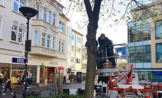 Zwei Monteure der Firma Eberling Licht aus Bremen wickeln vom Hubwagen aus behutsam die mitwachsenden Lichterketten um die Bäume am Marienplatz. - Stadt Paderborn Zwei Monteure der Firma Eberling Licht aus Bremen wickeln vom Hubwagen aus behutsam die mitwachsenden Lichterketten um die Bäume am Marienplatz. - Stadt Paderborn