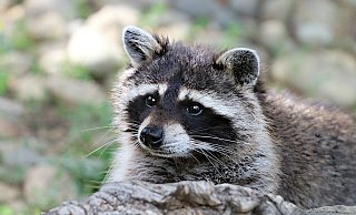 Von diesen Kulleraugen sollte man sich nicht täuschen lassen. Waschbären können Haus- und Gartenbesitzern gehörig auf die Nerven gehen. - Pixabay Von diesen Kulleraugen sollte man sich nicht täuschen lassen. Waschbären können Haus- und Gartenbesitzern gehörig auf die Nerven gehen. - Pixabay