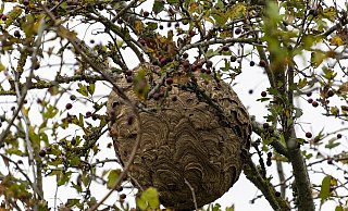 Ihre ballonartigen Hauptnester baut die Asiatischen Hornisse hoch über dem Boden in Baumkronen. - (Symbolbild) Pixabay/apnear40 Ihre ballonartigen Hauptnester baut die Asiatischen Hornisse hoch über dem Boden in Baumkronen. - (Symbolbild) Pixabay/apnear40
