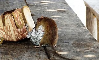 Ennigloh hat eine Rattenplage. (Symbolbild) - pixabay Ennigloh hat eine Rattenplage. (Symbolbild) - pixabay