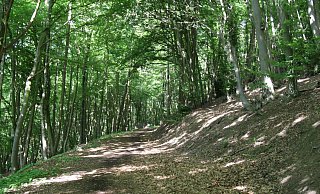 Da die Route der dritten Wanderung hauptsächlich im Wald bleibt, ist sie auch super für wärmere Tage. - Judith Gladow Da die Route der dritten Wanderung hauptsächlich im Wald bleibt, ist sie auch super für wärmere Tage. - Judith Gladow