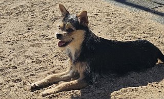 Hündin "Fibie" wartet noch auf ein schönes Zuhause. - Louisa Kohnert Hündin "Fibie" wartet noch auf ein schönes Zuhause. - Louisa Kohnert
