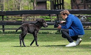 Filmstar? Der Karfreitag geborene Esel und die Kamera ziehen sich gleichermaßen magisch an. - Foto: Andreas Zobe/NW Filmstar? Der Karfreitag geborene Esel und die Kamera ziehen sich gleichermaßen magisch an. - Foto: Andreas Zobe/NW