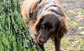Münsterländer-Hündin Aisis bei der Arbeit: Mit ihrer feinen Nase kann sie Schäden an Bäumen erschnüffeln, unter anderem auch verschiedene Pilzerkrankungen. - Dana Schneider Münsterländer-Hündin Aisis bei der Arbeit: Mit ihrer feinen Nase kann sie Schäden an Bäumen erschnüffeln, unter anderem auch verschiedene Pilzerkrankungen. - Dana Schneider