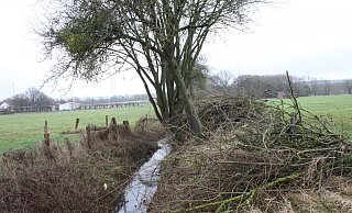 Der Grundbach in Holzhausen wurde zuletzt mit diversen Maßnahmen profiliert, auch der Bewuchs wurde in Teilbereichen zurückgeschnitten oder entfernt. - Hermann Ludwig Der Grundbach in Holzhausen wurde zuletzt mit diversen Maßnahmen profiliert, auch der Bewuchs wurde in Teilbereichen zurückgeschnitten oder entfernt. - Hermann Ludwig