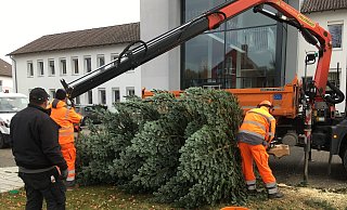 Bauhof-Mitarbeiter stellen einen Weihnachtsbaum vor dem Rathaus auf. - Stadt Spenge Bauhof-Mitarbeiter stellen einen Weihnachtsbaum vor dem Rathaus auf. - Stadt Spenge