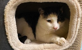 Jeder kannte Paule - und Paule kannte jeden. - Tierheim Bielefeld Jeder kannte Paule - und Paule kannte jeden. - Tierheim Bielefeld