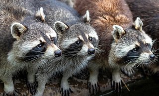 Putzig sieht er aus: Der Waschbär kann in Vielzahl aber zur Bedrohung für andere Wildtiere werden. Seit 2016 steht er auf der Unionsliste als etablierte unerwünschte Art. - Pixabay/Symbolbild Putzig sieht er aus: Der Waschbär kann in Vielzahl aber zur Bedrohung für andere Wildtiere werden. Seit 2016 steht er auf der Unionsliste als etablierte unerwünschte Art. - Pixabay/Symbolbild