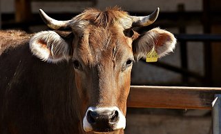 Während das schwangere Tier schwer verletzt am Straßenrand liegen blieb, flüchtete der Autofahrer. Bei dem Foto handelt es sich um ein Symbolbild. - Pixabay Während das schwangere Tier schwer verletzt am Straßenrand liegen blieb, flüchtete der Autofahrer. Bei dem Foto handelt es sich um ein Symbolbild. - Pixabay