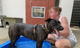 Im Tierheim: Waltraud Drumann ging am Donnerstag nur eine kleine Runde Gassi mit Leyla. Die Hitze setzt der Schäferhündin stark zu. Daher war die Freude über die nasse Abkühlung in der Wassermuschel groß. - Noah Brümmelhorst Im Tierheim: Waltraud Drumann ging am Donnerstag nur eine kleine Runde Gassi mit Leyla. Die Hitze setzt der Schäferhündin stark zu. Daher war die Freude über die nasse Abkühlung in der Wassermuschel groß. - Noah Brümmelhorst