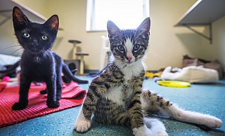 Junges Paar, aufgeweckt, lebhaft, sucht ... neues Zuhause: Diese beiden Fellnasen teilen sich derzeit ein WG-Zimmer im Katzenhaus. Und sie finden Menschen äußerst interessant. - Sarah Jonek Junges Paar, aufgeweckt, lebhaft, sucht ... neues Zuhause: Diese beiden Fellnasen teilen sich derzeit ein WG-Zimmer im Katzenhaus. Und sie finden Menschen äußerst interessant. - Sarah Jonek