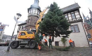 Mitarbeiter der Stadtgärtnerei Höxter setzen im Regen den Weihnachtsbaum am Historischen Rathaus ein. - David Schellenberg Mitarbeiter der Stadtgärtnerei Höxter setzen im Regen den Weihnachtsbaum am Historischen Rathaus ein. - David Schellenberg
