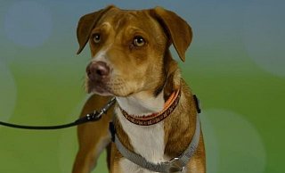 Leira ist vollkommen verschreckt. Seit Tagen irrt sie durch Bielefeld. Es wird Hilfe benötigt. - Tierschutz Bielefeld Leira ist vollkommen verschreckt. Seit Tagen irrt sie durch Bielefeld. Es wird Hilfe benötigt. - Tierschutz Bielefeld
