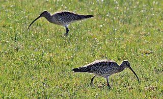 Der Große Brachvogel brütet auf Wiesen und Weiden. - Biologische Station Senne-Paderborn Der Große Brachvogel brütet auf Wiesen und Weiden. - Biologische Station Senne-Paderborn