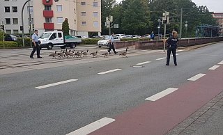 Die Tiere werden von der Polizei sicher über die Kurt-Schumacher-Straße in Bielefeld geleitet. - Sam Gazelle Die Tiere werden von der Polizei sicher über die Kurt-Schumacher-Straße in Bielefeld geleitet. - Sam Gazelle